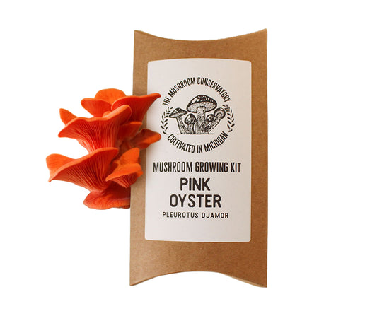 Pink Oyster Mushroom Growing Kit